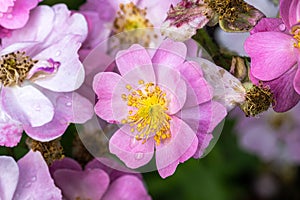 Ã¢â¬ËLavender DreamÃ¢â¬â¢ Shrub Rose